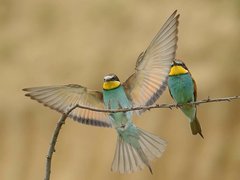 Bee-eaters and Rollers photography tour